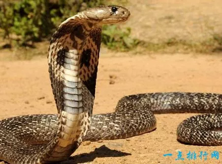眼镜王蛇  5.7米