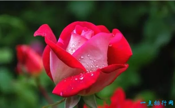 世界十大名花之一：玫瑰