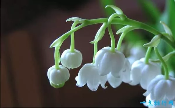 世界十大名花之一：铃兰