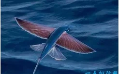 世界上飞的最远的鱼，飞鱼拥有翼状胸鳍，能在水面滑翔400多米(2022年最新排名前十榜单)