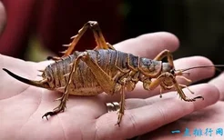 世界十大最恐怖的昆虫 以色列金蝎位居榜首(2022年最新排名前十榜单)