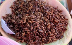 全球十大昆虫美食 中国活蝎子上榜(2022年最新排名前十榜单)