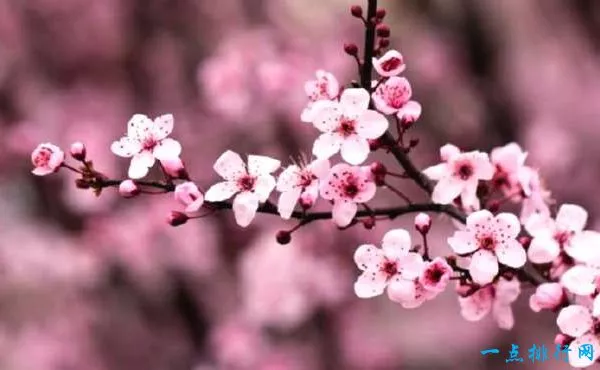世界十大名花之一：樱花