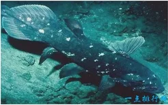 世界上最古老的鱼，腔棘鱼在地球上活了4亿年(2022年最新排名前十榜单)