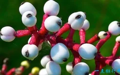 世界上最神奇的植物 尸臭魔芋（7年开一次花）(2022年最新排名前十榜单)