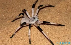 世界上最大的蜘蛛​ 食鸟狼蛛腿长16厘米（长有2厘米獠牙）(2022年最新排名前十榜单)