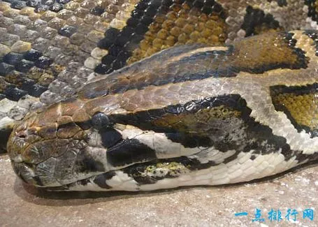 缅甸蟒蛇 7米
